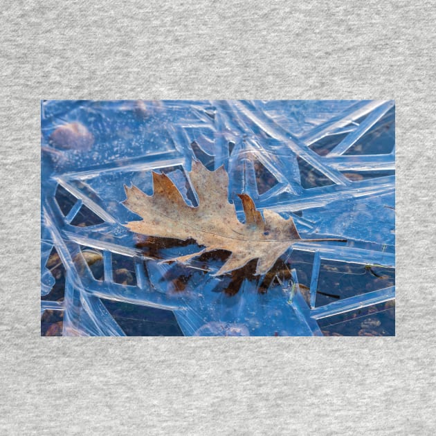 Frozen Leaf by jvnimages